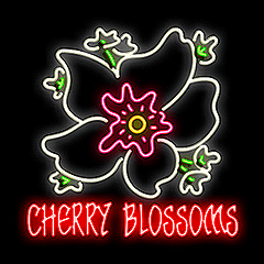 Cherry Blossoms